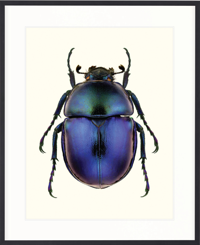 #Beetle Subject IV from the #Attenborough Collection via #Designer Boys. Seen at #Melbourne #Decoration + #Design 2013.